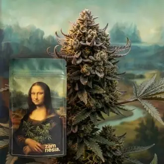 Lisa's Secret cannabis seeds by Zamnesia Seeds