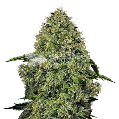 Lithium OG Kush cannabis seeds