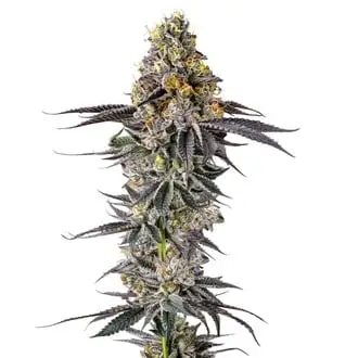 Lobster Butter cannabis seeds by Growers Choice