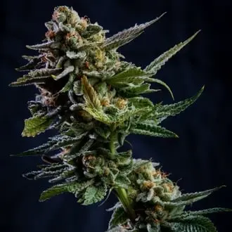 Log Cabin cannabis seeds by Vision Seeds