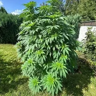 Logar cannabis seeds by Afghan Seed Connection