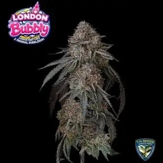 London Bubbly cannabis seeds by T.H. Seeds