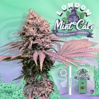 London Mint Cake cannabis seeds