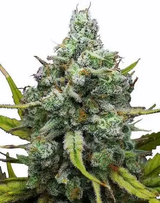 London Pound Cake cannabis seeds