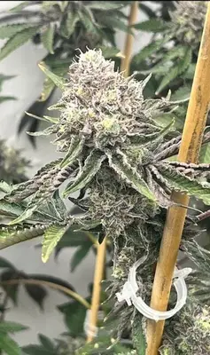 Loop Hole cannabis seeds