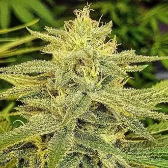 Lord Kush cannabis seeds by Delicious Seeds