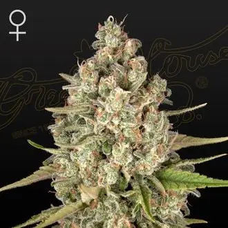Lost Pearl cannabis seeds by Greenhouse Seeds