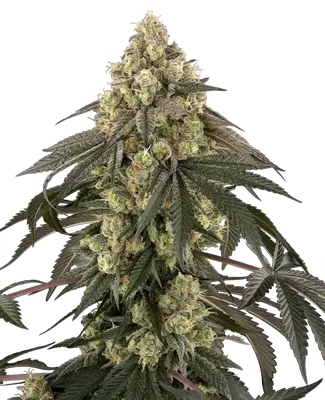 Loud Kush cannabis seeds