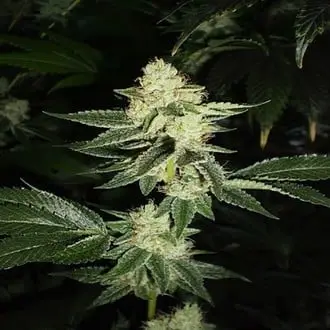 Louis XIII OG cannabis seeds