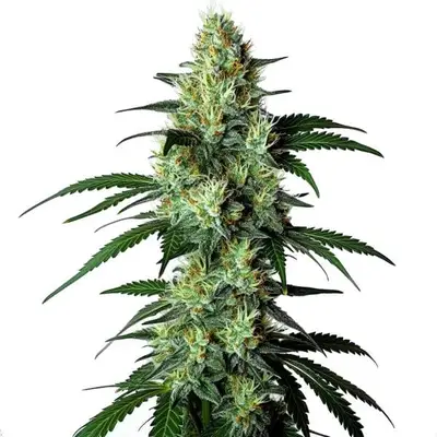 Louis XIII cannabis seeds by Blimburn Seeds