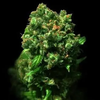 Love Peace cannabis seeds