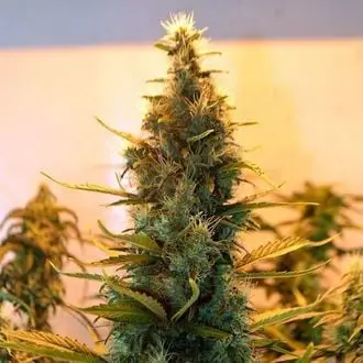 Lowryder #2 cannabis seeds by Doctor's Choice