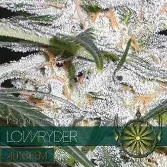 Lowryder cannabis seeds