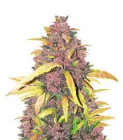 LSD-25 cannabis seeds
