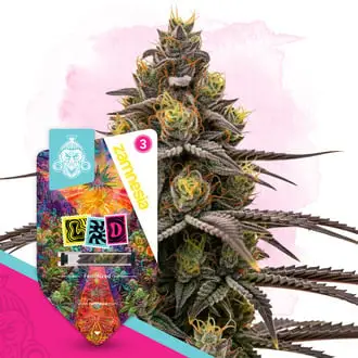 LSD cannabis seeds by Barney's Farm