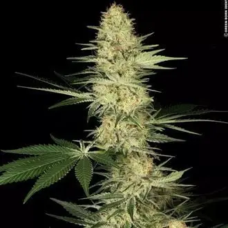 Lucid Bolt cannabis seeds
