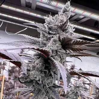 Lung Buster cannabis seeds