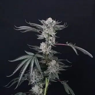 Luxar-Dos cannabis seeds by Compound Genetics