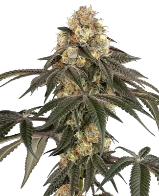 Lychee Sago cannabis seeds