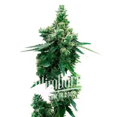 Lyly Sour x Blue OG cannabis seeds