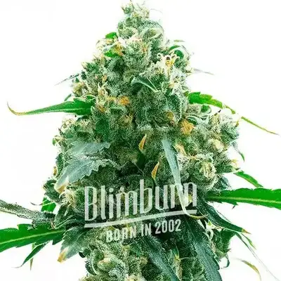 M8 cannabis seeds by Blimburn Seeds