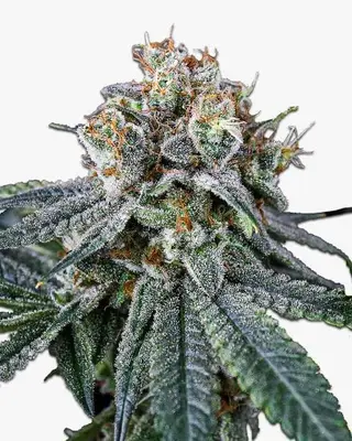 MAC 1 cannabis seeds
