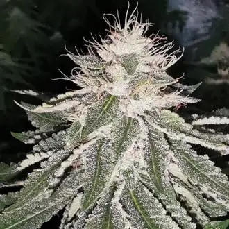 MAC 11 cannabis seeds by Pheno Finder