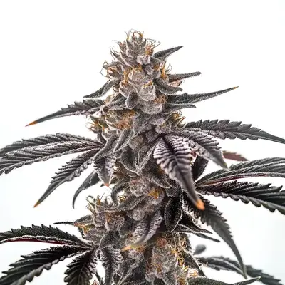 Mac Burger cannabis seeds by Blimburn Seeds