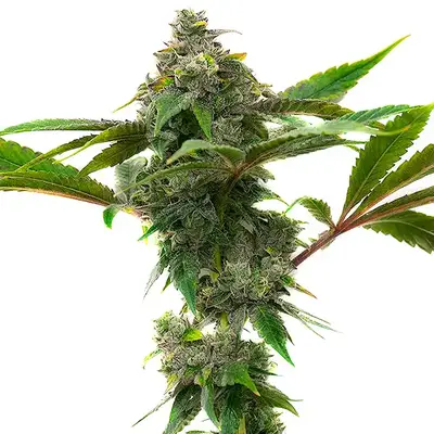 Mac & Cheese cannabis seeds by Blimburn Seeds