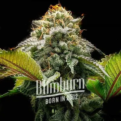 Mac Rillaz F1 cannabis seeds by Blimburn Seeds