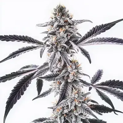 MAC x Rainbow cannabis seeds