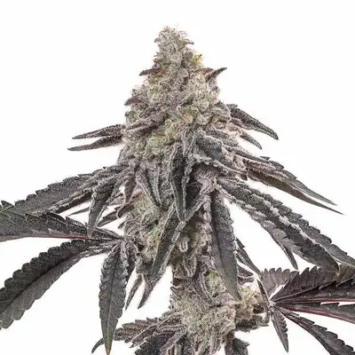 MAC cannabis seeds by Blimburn Seeds