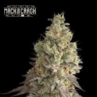 Mack and Crack cannabis seeds