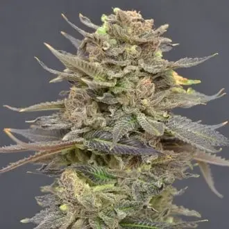 Magma cannabis seeds