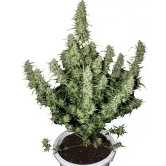 Magnum cannabis seeds by Buddha Seeds