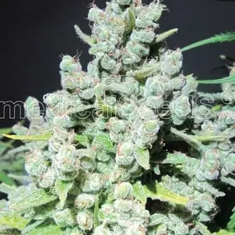 Malakoff cannabis seeds