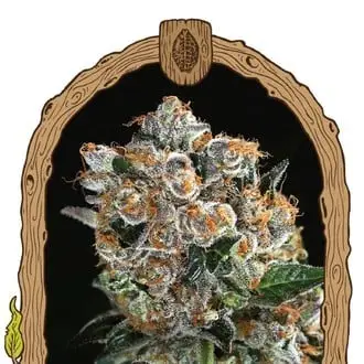 Malasana Cookies cannabis seeds