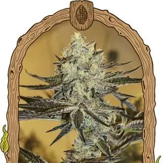 Malasaña Gelato cannabis seeds