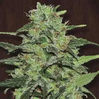 Malawi cannabis seeds