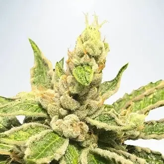 Mamacita’s Cookies cannabis seeds