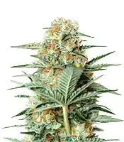 Mamba Negra / Black Mamba cannabis seeds