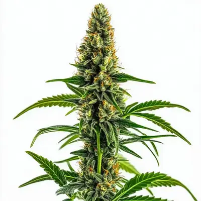 Mamba Negra CBD cannabis seeds