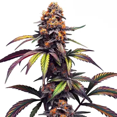 Mamba Negra CBG cannabis seeds by Blimburn Seeds