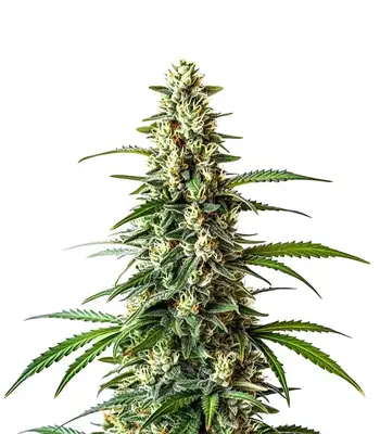 Mamba Negra Fast cannabis seeds