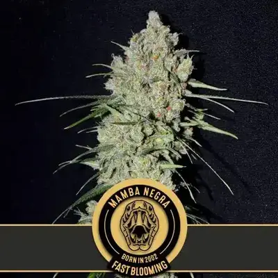 Mamba Negra FBV cannabis seeds