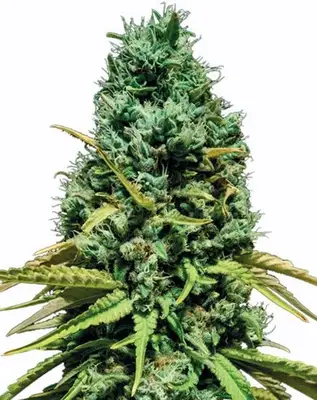 Mandarin CBD cannabis seeds
