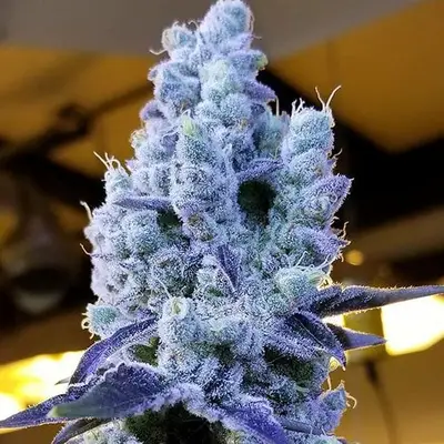Mandarin Cookies V2 cannabis seeds