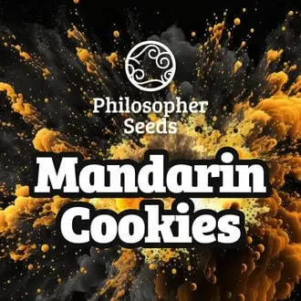 Mandarin Cookies cannabis seeds