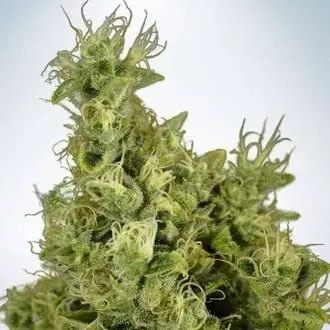 Mandarin Haze cannabis seeds by Ministry of Cannabis