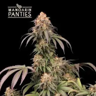 Mandarin Panties cannabis seeds